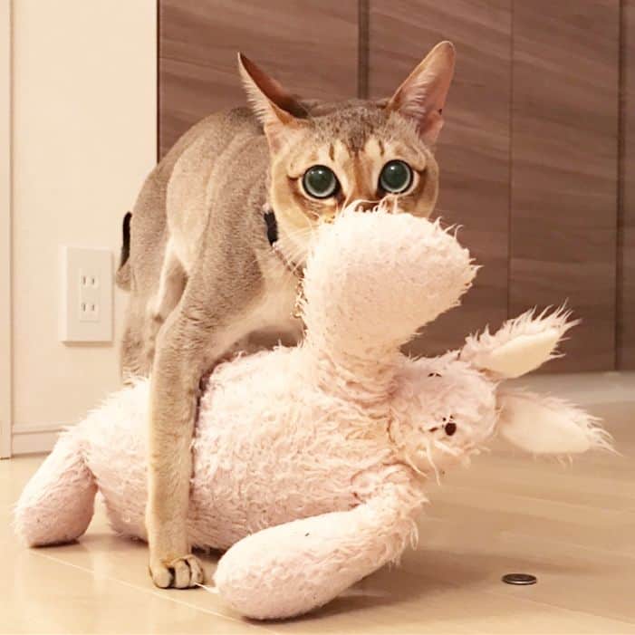 モルト♡Malt(Singapuracat)のインスタグラム：「てちてち🐾うさちゃん🐰 * モルちゃんがうさぎのぬいぐるみを持って来る理由☝🏻 ママが服を着替えたり洗濯物を触ったりしていると、『何処か行くの⁉️』って泣きながら怒るんです。 そして『うさちゃん持ってきたよ！これで遊ぼうよ！』って気をひこうとしているのです😹💭 * 1日のうちに何度もこの勘違い(実際出かける時も含めると本当にしょっちゅう)が起こるので何気に大変です🙄笑 究極の甘えん坊さん👦🏼💙 * #てちてち #うさちゃん #ぬいぐるみ #運び屋猫 #p1これに夢中フォトコン  名前:モルト」