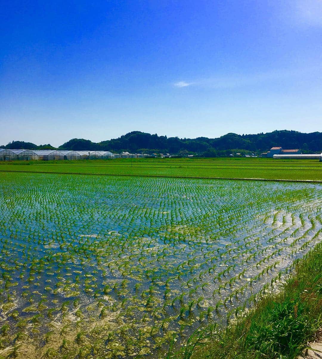 Japanese local photoのインスタグラム：「#田んぼ #田んぼ道 #田園風景 #田舎 #田舎暮らし #green #summer #nature #naturelovers #sky #blue #九十九里 #local #localjapan #ローカル #traveljapan #tripjapan」