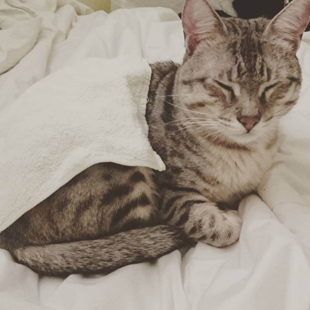 タイタンのインスタグラム：「When you're so small you can use a facecloth as a blanket.  #cat #catsofworld #catstagram #catsofinsta #catsruleeverythingaroundme #cats🐱 #catsofig #kittycat #kittys #kitty😻 #meow🐱 #meow😻 #meow🐾 #meow #neko #feline #titanthemiraclekitten #titan」