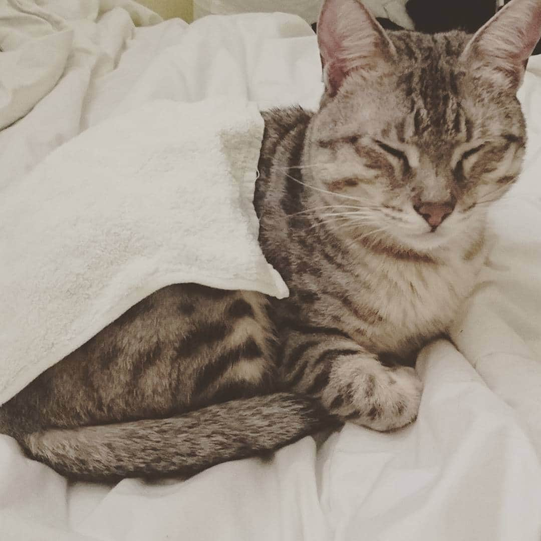 タイタンさんのインスタグラム写真 - (タイタンInstagram)「When you're so small you can use a facecloth as a blanket.  #cat #catsofworld #catstagram #catsofinsta #catsruleeverythingaroundme #cats🐱 #catsofig #kittycat #kittys #kitty😻 #meow🐱 #meow😻 #meow🐾 #meow #neko #feline #titanthemiraclekitten #titan」5月26日 3時58分 - titanthemiraclekitten