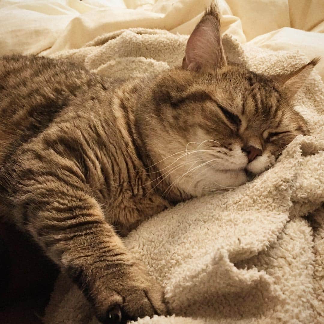 矢部あやのインスタグラム：「毎日かったるいわぁ〜、の顔 ・ #ふわもこ部 #ふわもこ猫部 #ねこ部 #ねこ好き #ねこすたぐらむ #にゃんこ #にゃんだふるらいふ #猫様 #アメショ #アメリカンショートへア #やる気でない」