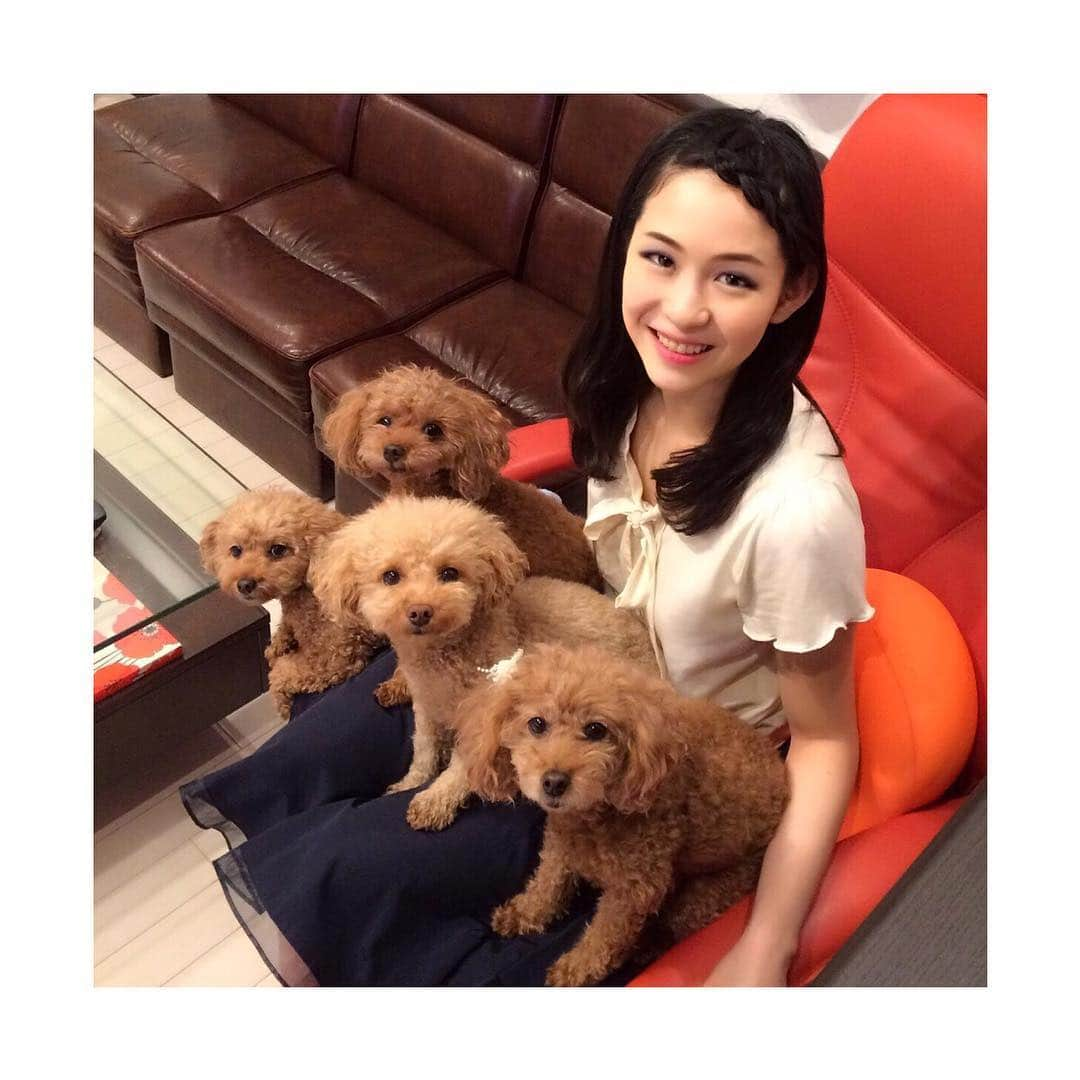 今井遥さんのインスタグラム写真 - (今井遥Instagram)「みんなこっち見てくれた😍💕 #cute #lovely #love #dog #toypoodle #happy #4 #harukaimai」5月26日 19時32分 - haruka_imai_831