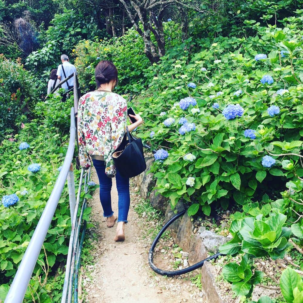 糸数美樹さんのインスタグラム写真 - (糸数美樹Instagram)「🏵🌸🌻 #よへなあじさい園 いってきたよ #見た感じ6分咲き #はじめてのあじさい #キレーやたん #あと珍しい花もあってからに一応写真撮っておいた #名前しに長い #メディニラマグニフィカ  #長さよ #覚えさす気ない #あとしに視線感じるやっさー思ったらこいつやたん #行ったら探して見て #なんかウケる #写真6枚目のやつね #そのあとオキちゃんショーみてきた #みえこ(母)誘っといて行き帰り運転させるという親不孝 #すまん #あとで肩もみします #いーぐゎーに曇っててよかったよ #写真撮ってくれたカップルありがとう #やしが気効かんでからあなた達も撮りますかー言うの忘れてしまった #すみません #今度いつかどこかで撮らせてください #ありがとう」5月27日 20時16分 - mikitney0331