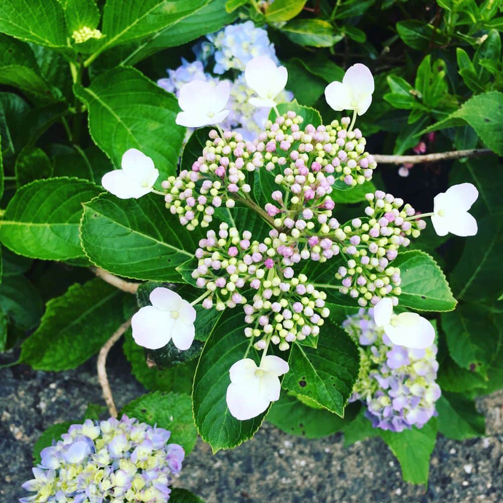 糸数美樹さんのインスタグラム写真 - (糸数美樹Instagram)「🏵🌸🌻 #よへなあじさい園 いってきたよ #見た感じ6分咲き #はじめてのあじさい #キレーやたん #あと珍しい花もあってからに一応写真撮っておいた #名前しに長い #メディニラマグニフィカ  #長さよ #覚えさす気ない #あとしに視線感じるやっさー思ったらこいつやたん #行ったら探して見て #なんかウケる #写真6枚目のやつね #そのあとオキちゃんショーみてきた #みえこ(母)誘っといて行き帰り運転させるという親不孝 #すまん #あとで肩もみします #いーぐゎーに曇っててよかったよ #写真撮ってくれたカップルありがとう #やしが気効かんでからあなた達も撮りますかー言うの忘れてしまった #すみません #今度いつかどこかで撮らせてください #ありがとう」5月27日 20時16分 - mikitney0331