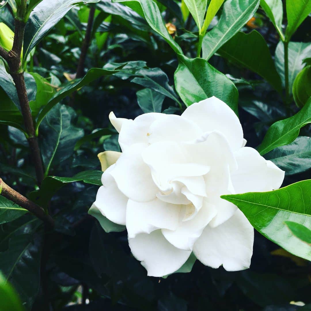 糸数美樹さんのインスタグラム写真 - (糸数美樹Instagram)「🏵🌸🌻 #よへなあじさい園 いってきたよ #見た感じ6分咲き #はじめてのあじさい #キレーやたん #あと珍しい花もあってからに一応写真撮っておいた #名前しに長い #メディニラマグニフィカ  #長さよ #覚えさす気ない #あとしに視線感じるやっさー思ったらこいつやたん #行ったら探して見て #なんかウケる #写真6枚目のやつね #そのあとオキちゃんショーみてきた #みえこ(母)誘っといて行き帰り運転させるという親不孝 #すまん #あとで肩もみします #いーぐゎーに曇っててよかったよ #写真撮ってくれたカップルありがとう #やしが気効かんでからあなた達も撮りますかー言うの忘れてしまった #すみません #今度いつかどこかで撮らせてください #ありがとう」5月27日 20時16分 - mikitney0331