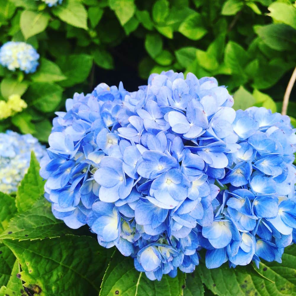 糸数美樹さんのインスタグラム写真 - (糸数美樹Instagram)「🏵🌸🌻 #よへなあじさい園 いってきたよ #見た感じ6分咲き #はじめてのあじさい #キレーやたん #あと珍しい花もあってからに一応写真撮っておいた #名前しに長い #メディニラマグニフィカ  #長さよ #覚えさす気ない #あとしに視線感じるやっさー思ったらこいつやたん #行ったら探して見て #なんかウケる #写真6枚目のやつね #そのあとオキちゃんショーみてきた #みえこ(母)誘っといて行き帰り運転させるという親不孝 #すまん #あとで肩もみします #いーぐゎーに曇っててよかったよ #写真撮ってくれたカップルありがとう #やしが気効かんでからあなた達も撮りますかー言うの忘れてしまった #すみません #今度いつかどこかで撮らせてください #ありがとう」5月27日 20時16分 - mikitney0331