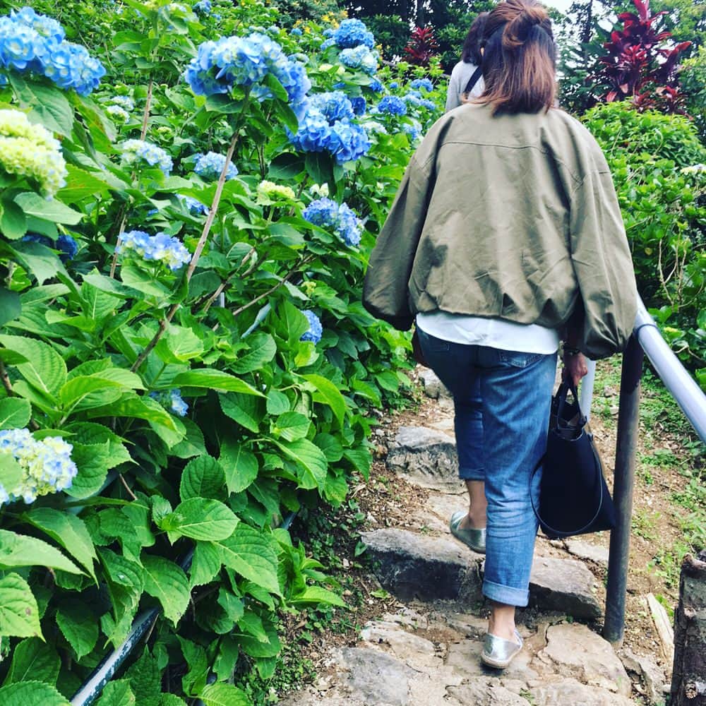 糸数美樹さんのインスタグラム写真 - (糸数美樹Instagram)「🏵🌸🌻 #よへなあじさい園 いってきたよ #見た感じ6分咲き #はじめてのあじさい #キレーやたん #あと珍しい花もあってからに一応写真撮っておいた #名前しに長い #メディニラマグニフィカ  #長さよ #覚えさす気ない #あとしに視線感じるやっさー思ったらこいつやたん #行ったら探して見て #なんかウケる #写真6枚目のやつね #そのあとオキちゃんショーみてきた #みえこ(母)誘っといて行き帰り運転させるという親不孝 #すまん #あとで肩もみします #いーぐゎーに曇っててよかったよ #写真撮ってくれたカップルありがとう #やしが気効かんでからあなた達も撮りますかー言うの忘れてしまった #すみません #今度いつかどこかで撮らせてください #ありがとう」5月27日 20時16分 - mikitney0331