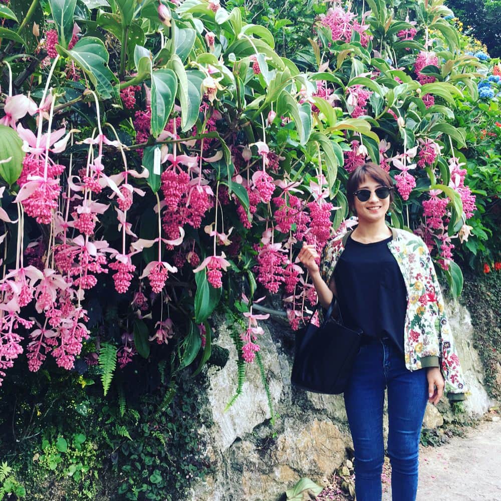 糸数美樹さんのインスタグラム写真 - (糸数美樹Instagram)「🏵🌸🌻 #よへなあじさい園 いってきたよ #見た感じ6分咲き #はじめてのあじさい #キレーやたん #あと珍しい花もあってからに一応写真撮っておいた #名前しに長い #メディニラマグニフィカ  #長さよ #覚えさす気ない #あとしに視線感じるやっさー思ったらこいつやたん #行ったら探して見て #なんかウケる #写真6枚目のやつね #そのあとオキちゃんショーみてきた #みえこ(母)誘っといて行き帰り運転させるという親不孝 #すまん #あとで肩もみします #いーぐゎーに曇っててよかったよ #写真撮ってくれたカップルありがとう #やしが気効かんでからあなた達も撮りますかー言うの忘れてしまった #すみません #今度いつかどこかで撮らせてください #ありがとう」5月27日 20時16分 - mikitney0331