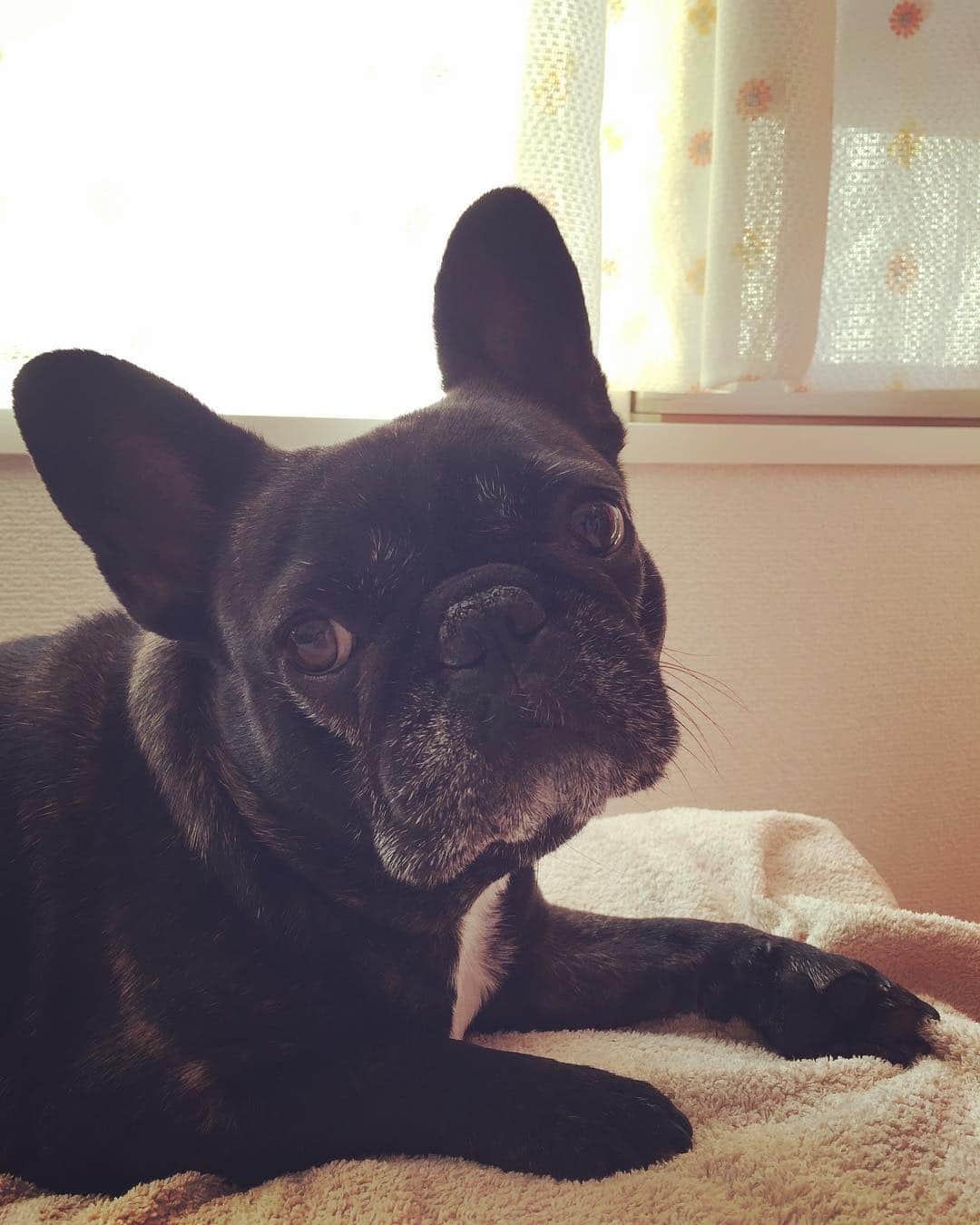 竹村真琴のインスタグラム：「久しぶりの登場 #ルビー #frenchbulldog #犬 #メス」