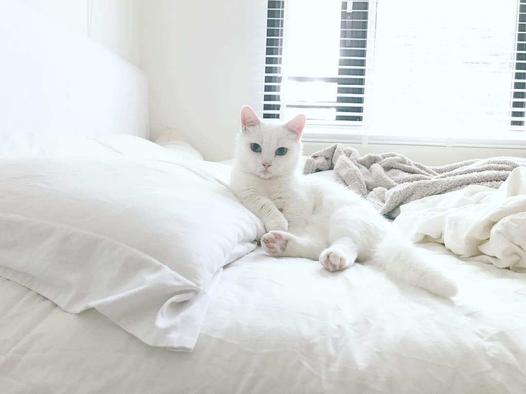 ダニョ（鈴木えみ）のインスタグラム：「おはにょ #danyo #danyocawaii #munchkin #whitecat #catstagram #catlovers」