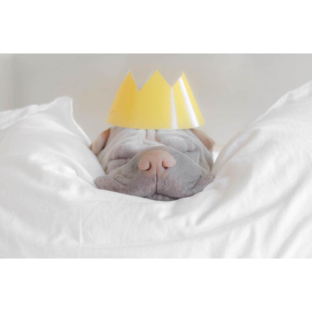 annie&pADdinGtoNさんのインスタグラム写真 - (annie&pADdinGtoNInstagram)「King of beddies 👑 #mybed #notmummys #stupidmummy #paddington #sharpei #sharpeisofinstagram #dog #dogsofinstagram #weeklyfluff #king #bed #sleep #monday #love #doglife #petsofinstagram #pet #animals #wrinkles #wrinklesfordays #woof #mybestfriend」5月29日 15時15分 - anniepaddington