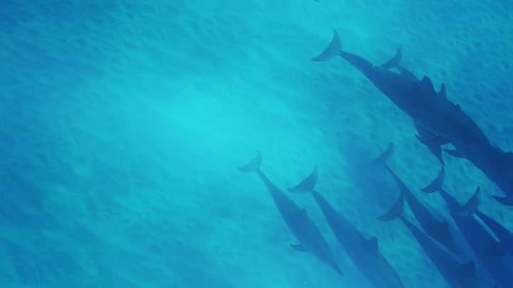 柴田フミコのインスタグラム：「沢山のイルカが近くに来てくれたよ、キューって音ははイルカの声かな？ #hawaii  #dolphins #イルカ大学 #oahu」