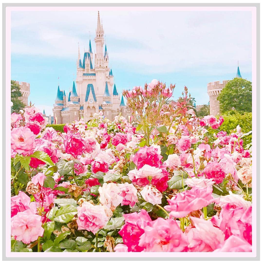 Tomomi よしはしともみ さんのインスタグラム写真 Tomomi よしはしともみ Instagram バラと シンデレラ城のコラボレーションが 素敵すぎてずーっとこの場所にいた 雲ひとつない青空よりも 雲がかかってる青空のほうが好き ディズニー