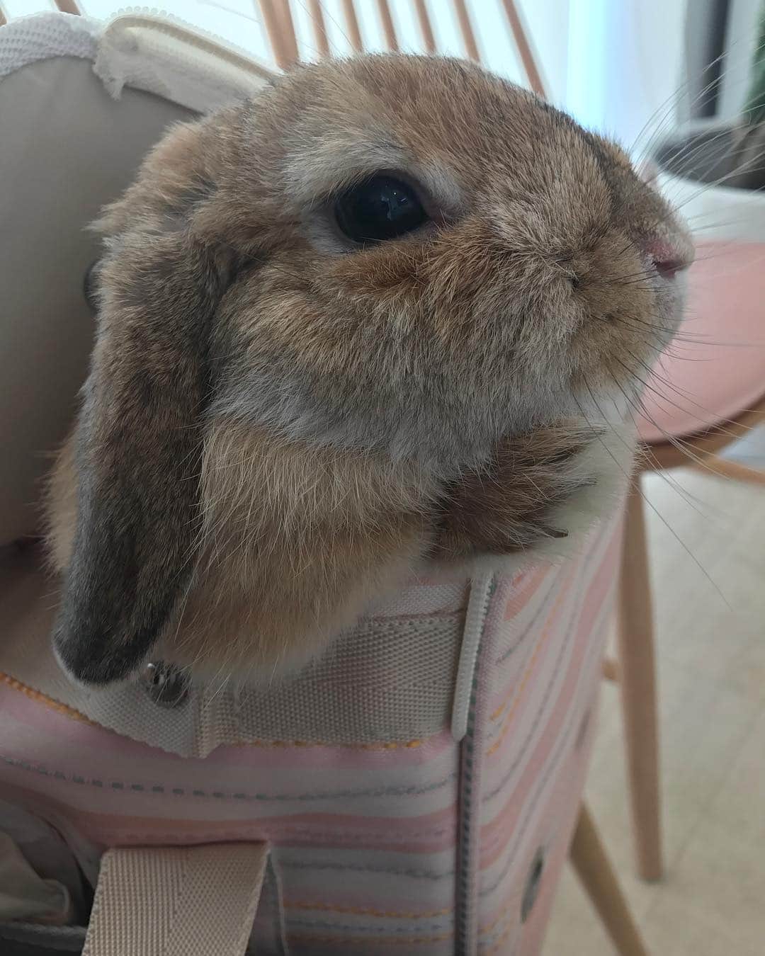 鈴華ゆう子のインスタグラム：「お外がみたい #ホーランドロップ #うめちゃん」