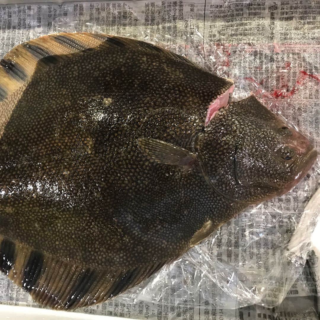 鮨処 然のインスタグラム：「こんばんわー。  北海道・根室より最高の松川カレイが 入荷しました。平目やホシカレイに匹敵 するほどの美味です。  1kg弱ほどですがなかなかいい具合かと。 お刺身はもちろん握りでもお出し 致します。是非ともご賞味下さい。  そして定番の煮アナゴの仕込みです。 小さめの穴子は開いて煮アナゴに します。1本1本丁寧に捌いてヌメリを  取り、秘伝の煮汁でゆっくりと。 伝助との食べ比べでご賞味下さい。  お待ちしております。  #鮨処然 #北新地 #西梅田 #寿司 #鮮魚 #sushi #日本酒 #sake」