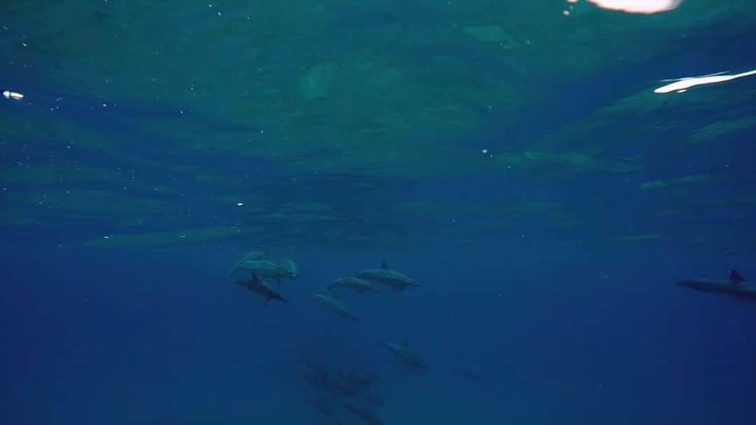 花盛友里のインスタグラム：「Dolphins we saw in Hawaii.  Sooooooo beautiful!! . ハワイで参加したイルカのツアー。@dolphinsandyou.jp  最高すぎて最高すぎて最高すぎて！！！ なんども動画見返してる。 坊やはわたしの背中にまたがって大海原を体験したよ。 ほんとに最高の体験が出来て、幸せだったなぁ。 . . #dolphine #hawaii #dolphinsandyou #イルカツアー #花盛ハワイ旅」
