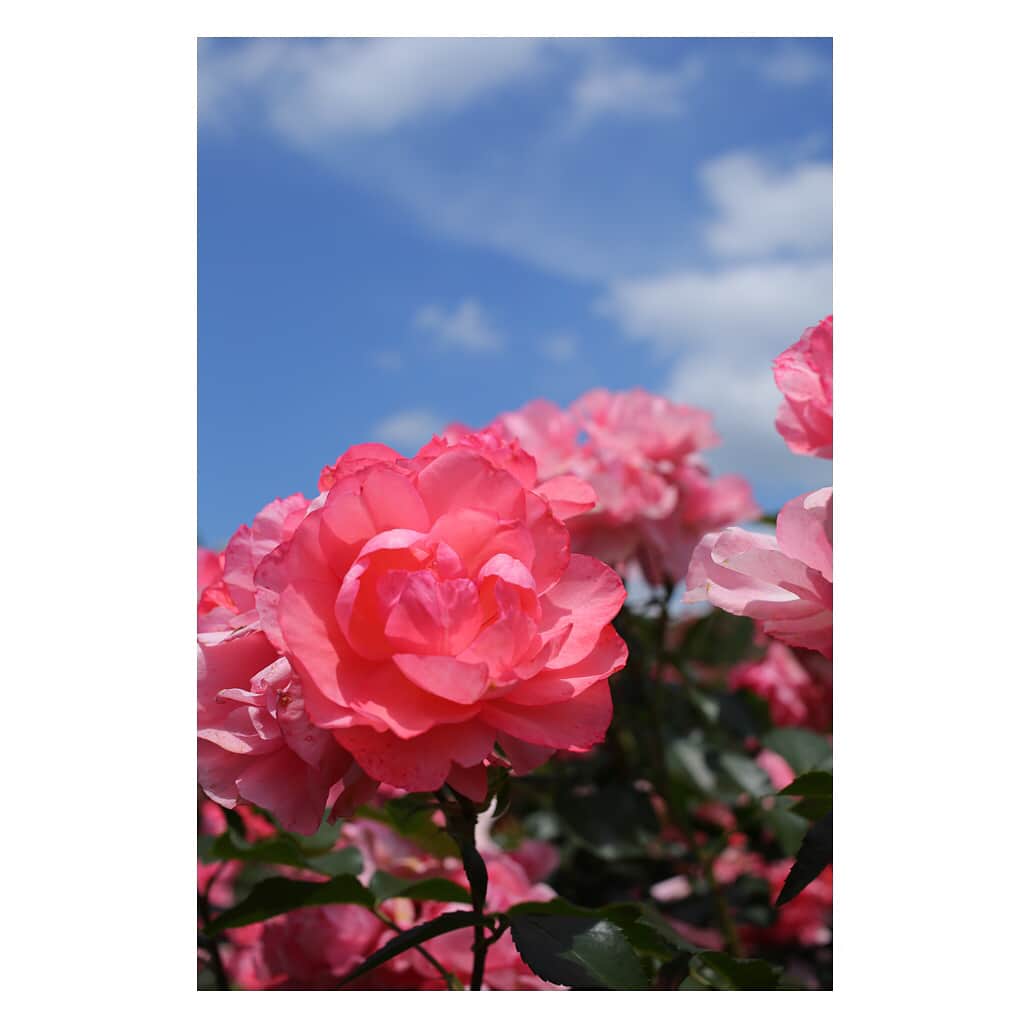白井ゆかりさんのインスタグラム写真 - (白井ゆかりInstagram)「5月の振り返り② 薔薇が見頃を迎えていました。 東京ドイツ村にて。  2枚目は濃溝の滝 ずっといってみたいなぁと思っていたところで、実際にみることができて嬉しかったぁ〜 ここは朝の日差しが入る時間帯が1番きれいらしい。」5月31日 23時26分 - yukari_shirai625
