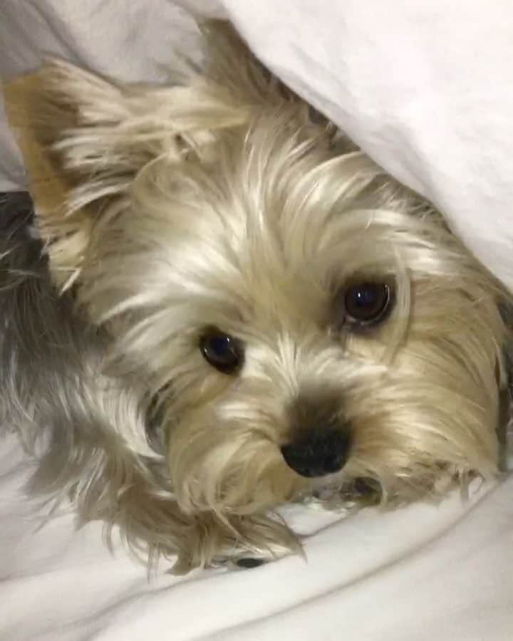 のインスタグラム：「Allie 💭 Night night and sweet dreams! 🙂💕😍」