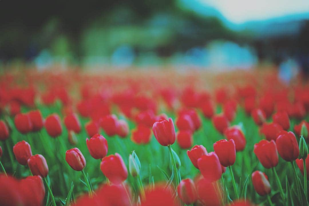 オムのインスタグラム：「* * Red and ..... * * 先日、久しぶりに天の川を撮ってきました。 ただ、春の花が続いているので今日はやめときました。 ＊ 最近、キッチンドリンカーって言葉に魅力を覚えて週末に料理を作ってみてますが、料理を作りながらお酒飲むって難しいです… いやぁ、極めるって大変ですね🤔 * * 好きなチューリップの色は、柔らかいピンクや黄色です(*´ω`*) ※ ※ #awesome_earthpix #awesomeearth #allnatureshots #artofvisuals #amazingtrips #allshots_ #beautifuldestinations #bevisuallyinspired #beauty_of__nature_ #best_photogram #bestoftheday #big_shotz  #exklusive_shot #epic_captures #explorejapan  #global_highlights #global_hotshotz #hueart_life #hot_shotz #instanaturefriends_ #instagramersgallery #instagoodnextvip #ig_photooftheday #instagramjapan #infinity_shotz #peoplescreatives #way2ill  #theIMAGED」