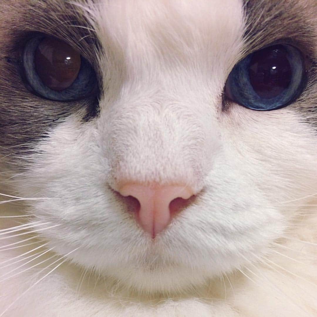 アンナのインスタグラム：「#cat #ragdoll #ragdollcat #neko #ネコ #ねこ #猫 #ラグドール」