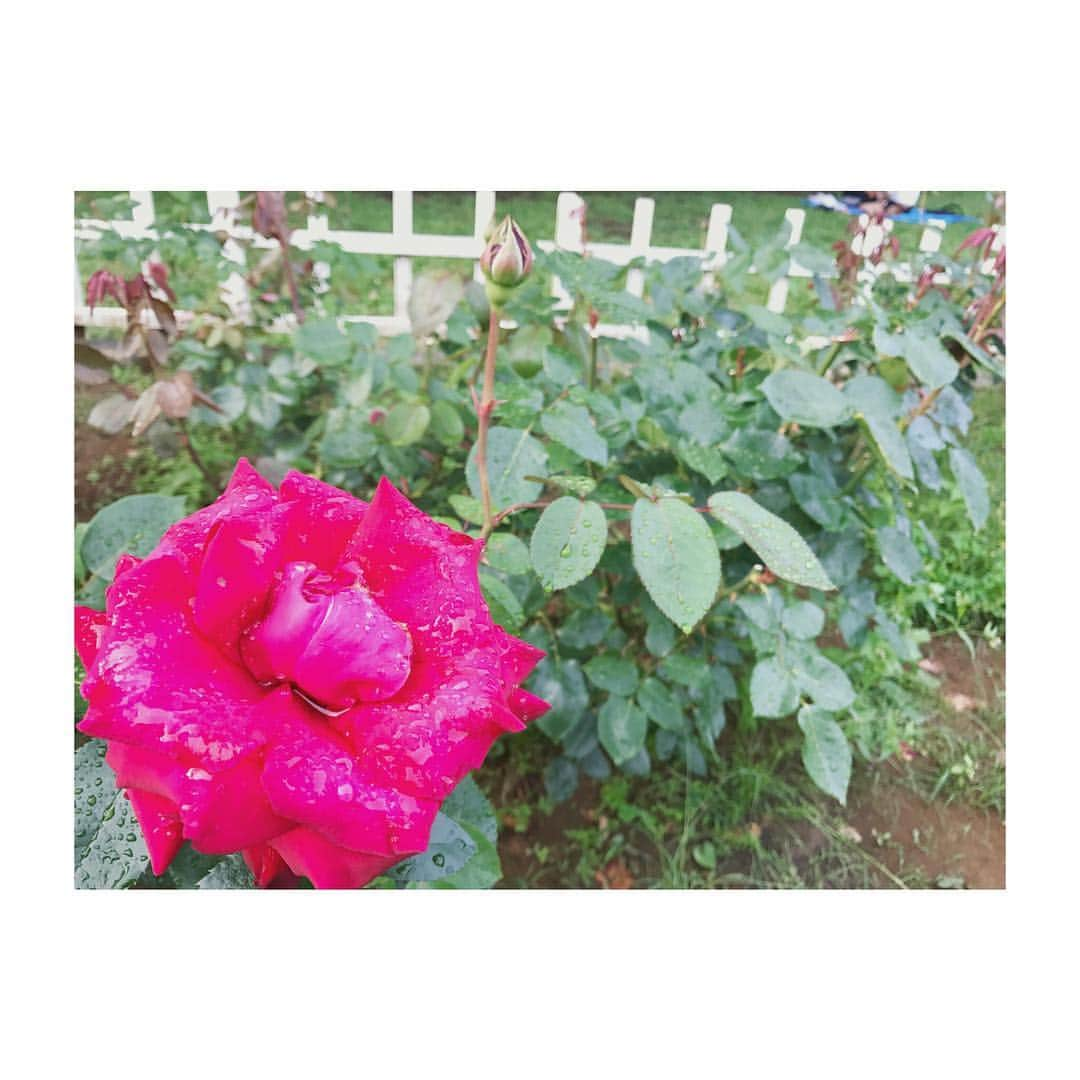 小池舞のインスタグラム：「美女と野獣🌹  #カメラ #camera #カメラ女子 #カメラ初心者  #iPhone #バラ #薔薇 #rose #美女と野獣 #ディズニー #disney #プリンセス #princess」