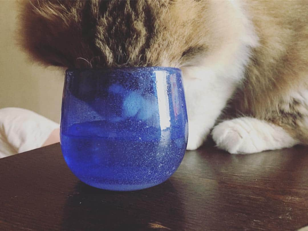 ぽんずさんのインスタグラム写真 - (ぽんずInstagram)「お久しぶりでしゅ みわこちゃんのお水飲んじゃった〜😼」6月1日 23時03分 - ponzutanuki