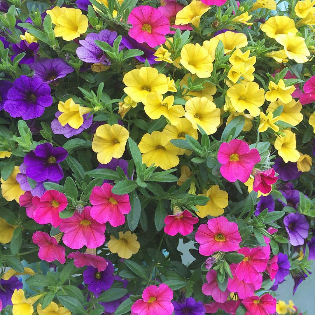 藤川沙弥のインスタグラム：「gm☀︎💐💐💐 今日も1日がんばりましょう♡♡ . . #gm#flower#cute#beautiful」