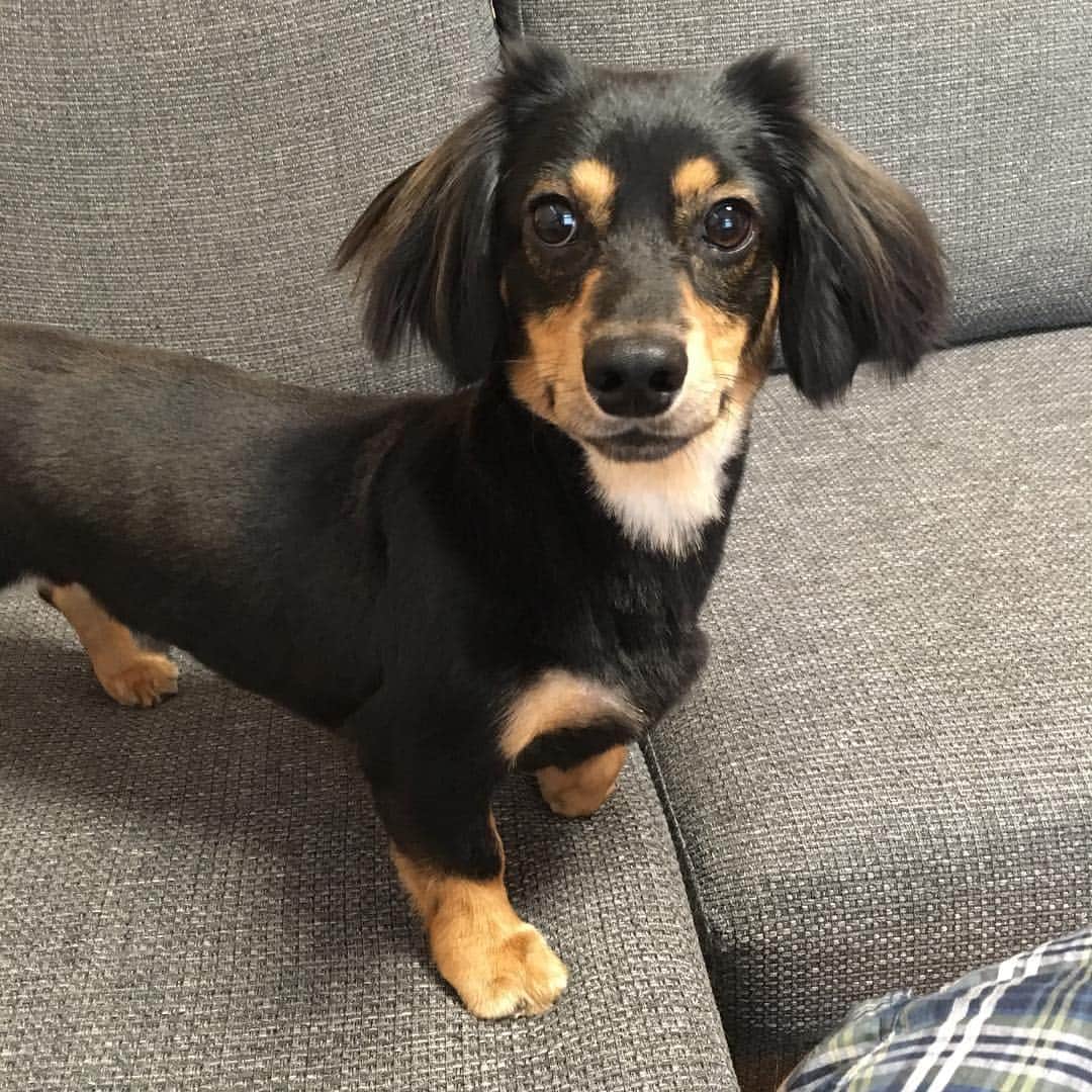 まさのインスタグラム：「トリミング終わったばかりのソラ。すっきりして一回り小さく。 #dog  #ブラックタン #ミニチュアダックスフンド  #犬 #ブラックタン #チワックス」