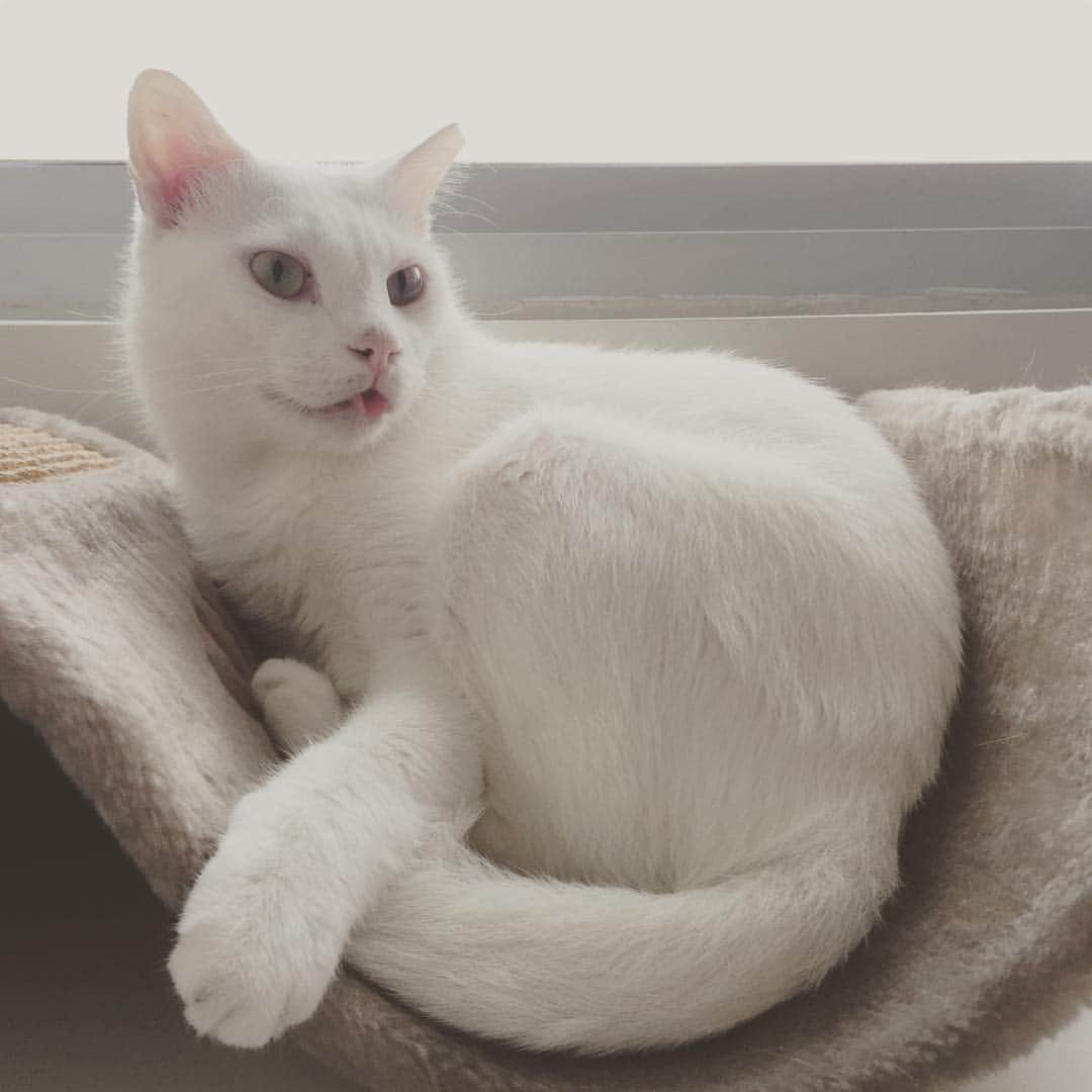 Ray Rayのインスタグラム：「👅 #tacotonguetuesday」