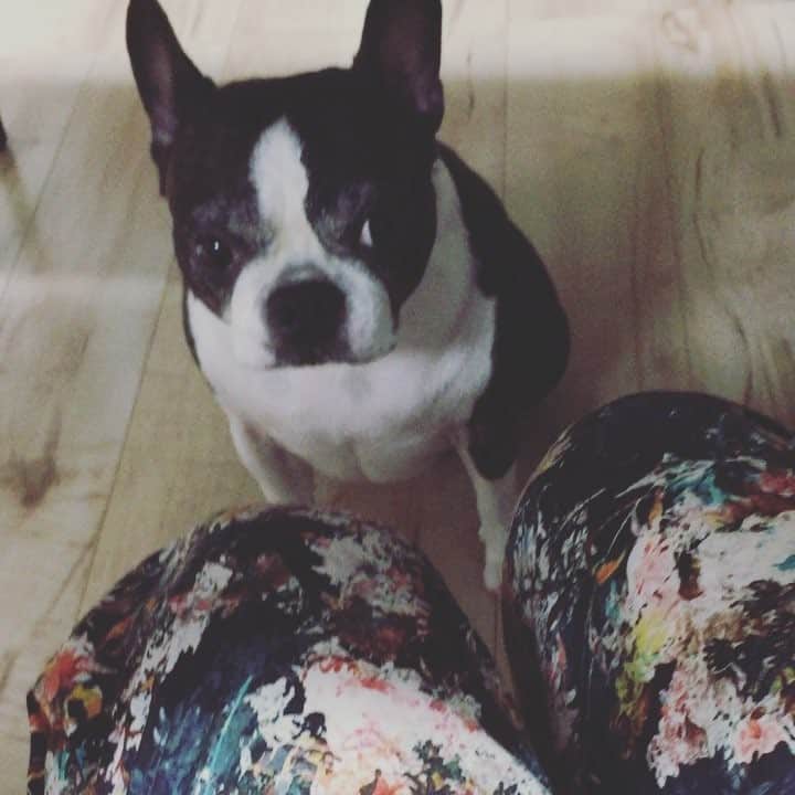dorlisのインスタグラム：「抱っこしてほしい #dorlis #bostonterrier  #ボストンテリア #親バカ #かまってちゃん #さみしがりや #6歳」