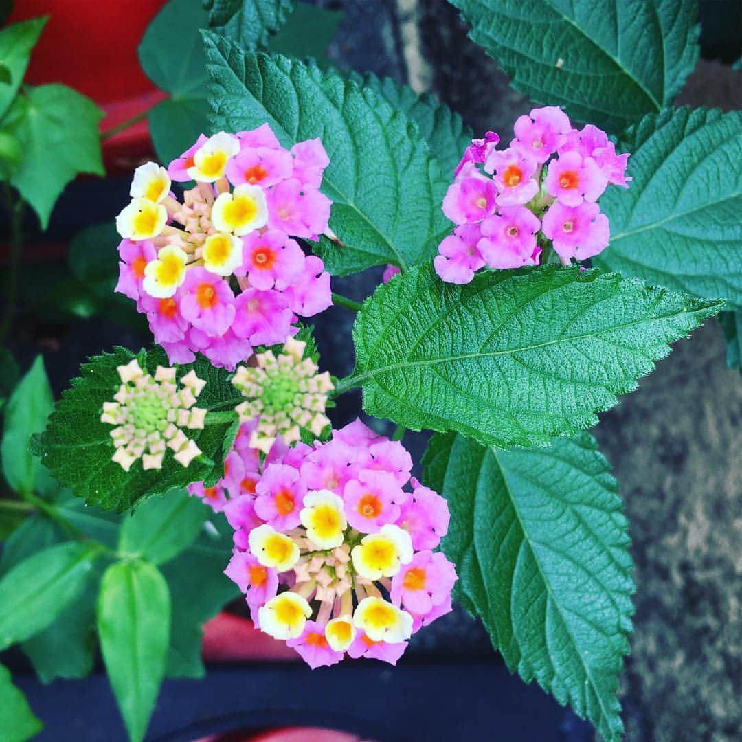 笛木優子のインスタグラム：「ミニ紫陽花？💓 #flowerstagram」