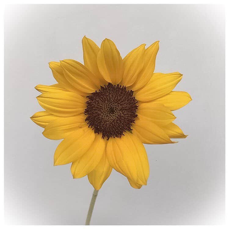 ほのかさんのインスタグラム写真 - (ほのかInstagram)「見てると元気が湧いてくるお花🌻 #ひまわり #太陽の花 #sunflower」6月29日 14時02分 - nononon159