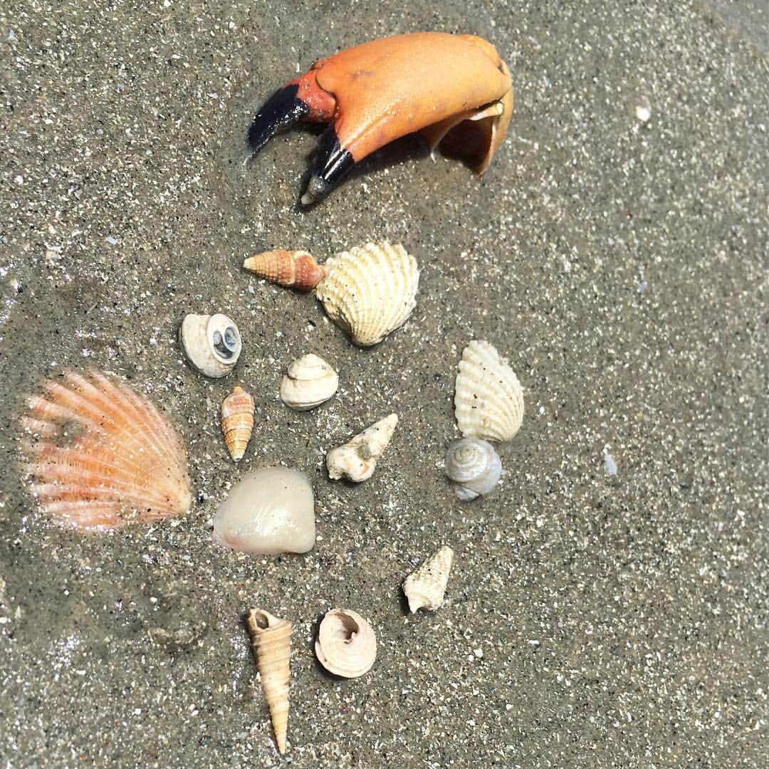 デビー・ライアンさんのインスタグラム写真 - (デビー・ライアンInstagram)「I wish you could see how tiny baby these shells are」6月30日 5時35分 - debbyryan
