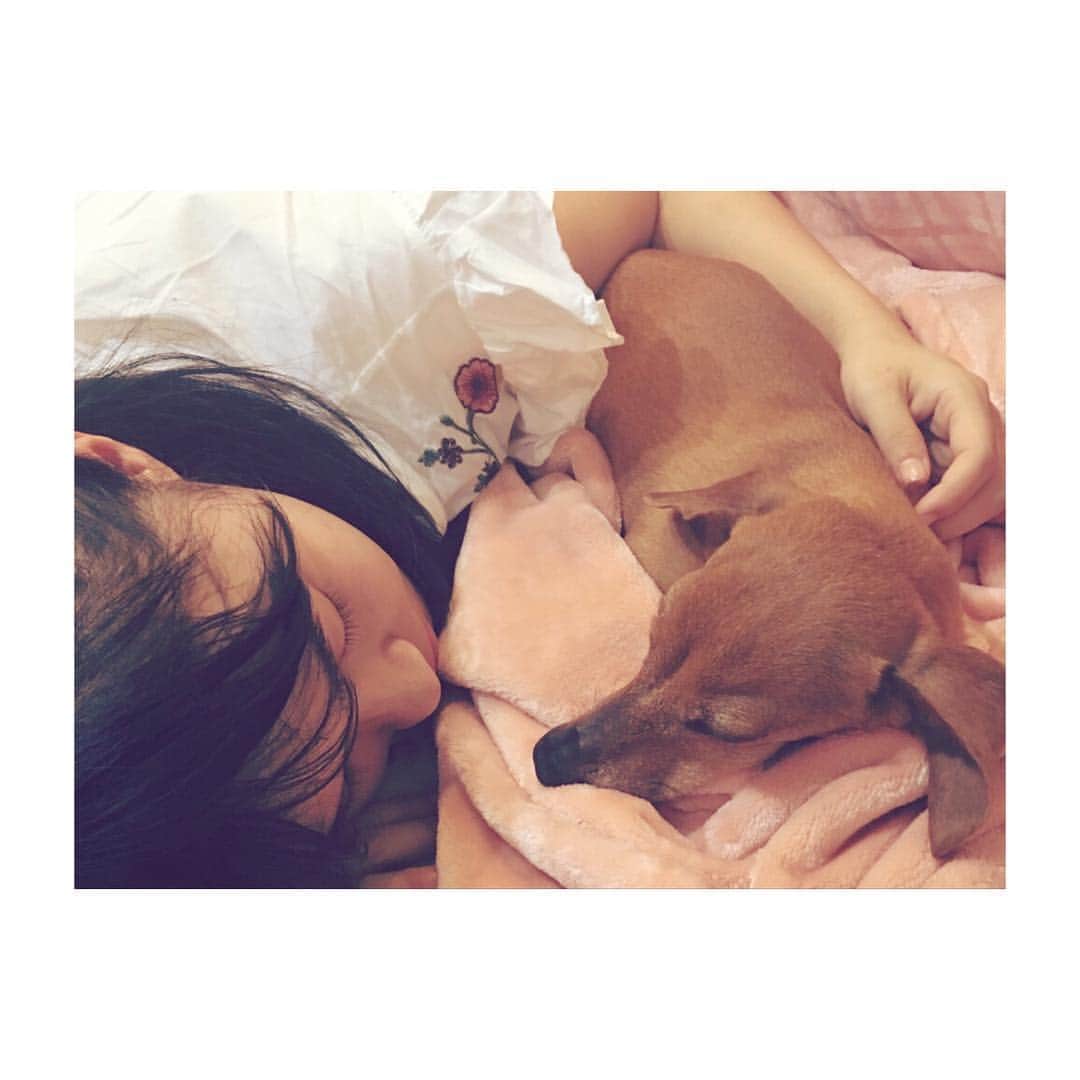 百川晴香さんのインスタグラム写真 - (百川晴香Instagram)「ソラと寝てる時が１番幸せです！！！ #夏は暑い #かわいすぎる #大好き」6月29日 23時06分 - momokawaharuka