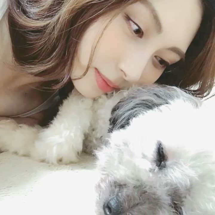 大塚まゆりのインスタグラム：「バロンちゃん目開いて寝てるよ〜〜👀 可愛すぎてスリスリしちゃう♡♡ #toypoodle #dog #dogstagram #doglover #といぷーどる #愛犬 #sleepingdog #もふもふ #もふもふ犬」