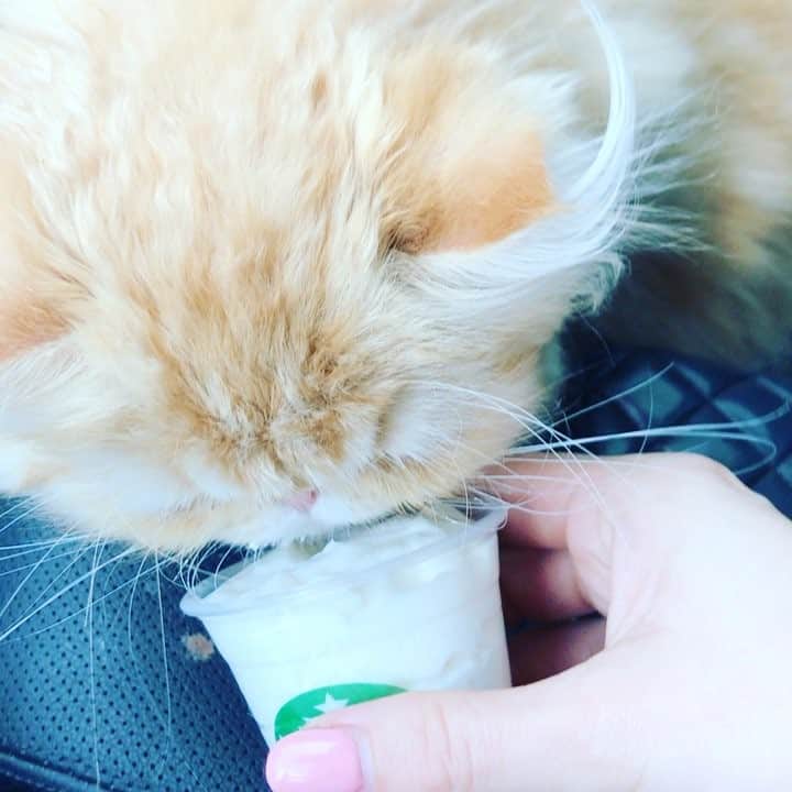 ブリー・オルソンのインスタグラム：「#KittyCappuccino #starbucks #starbuckscat #persian #kitten #cat #persiankitten #spoiledkitty」