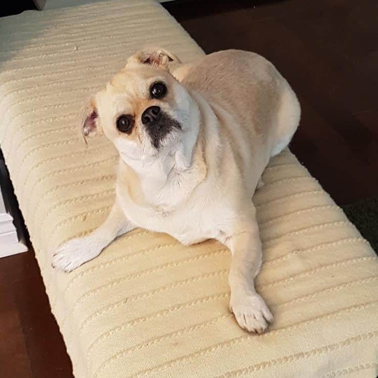 のインスタグラム：「Hey friends! I've been busy napping and more napping 🐢. What's been up with you guys? #pug #pugs #pugsofinstagram #cute #adoptdontshop #rescue #keelyafternoontea #beoncanadianpugs #pugbasement #flatnosedogsociety #nofilter #pugtzu #pugtzucrew #pugtzusofinstagram #pugtzus #woofpackbros #pugcross #dogs #dog #puppy #dogsofinstagram」