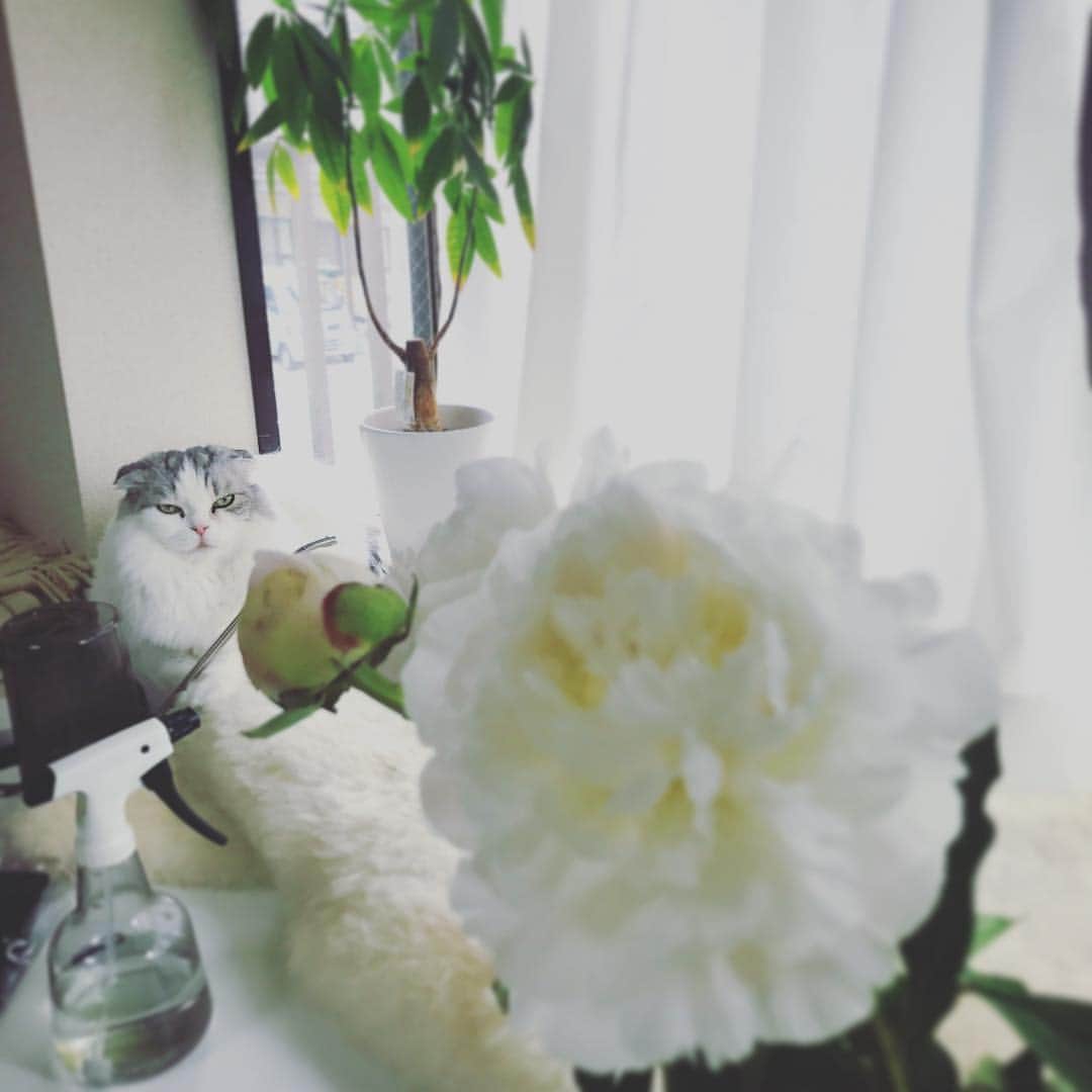 今日マチ子のインスタグラム：「猫嬢ムームと芍薬、白くてフワフワしたものどうしよ」