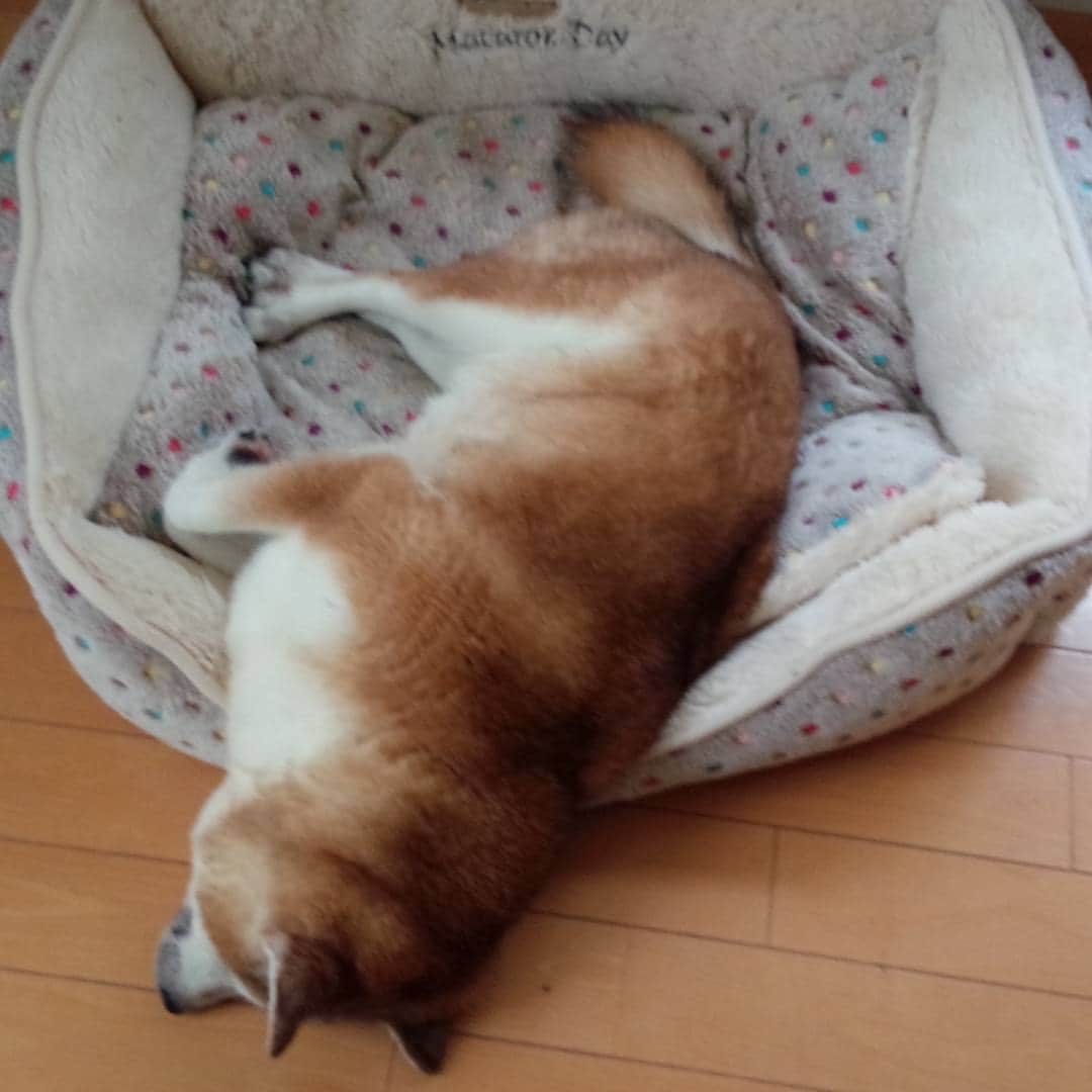 皆口裕子さんのインスタグラム写真 - (皆口裕子Instagram)「大幅にはみ出ていますが、熟睡中。 安心して仕事へ向かえます。 #柴犬#野乃」6月7日 14時45分 - yuko_minaguchi