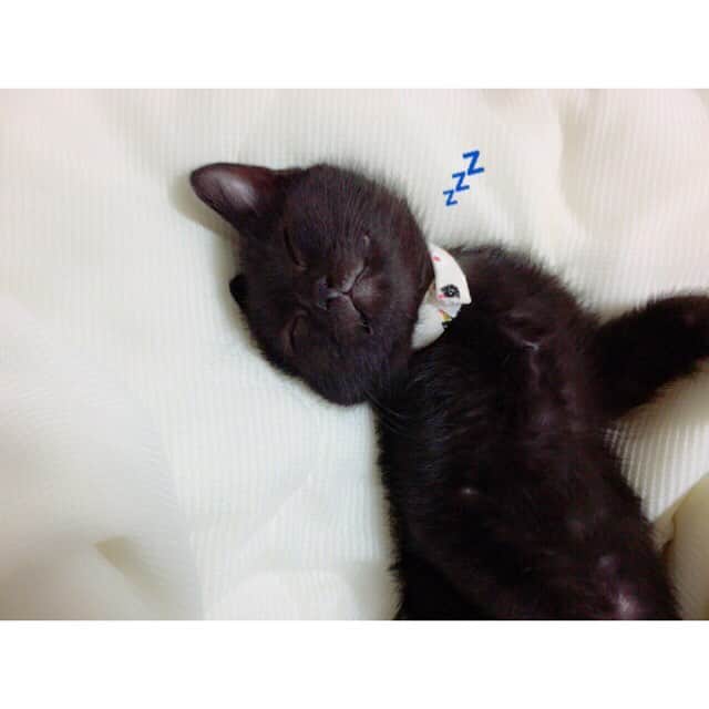 松浦雅さんのインスタグラム写真 - (松浦雅Instagram)「お腹出してねんね。 この寝顔みてると私も眠くなる…😴 #cat #猫 #catstagram  #blackcat #黒猫 #黒猫部 #猫寝顔  #とにーすたぐらむ」6月7日 17時55分 - m.miyabi614