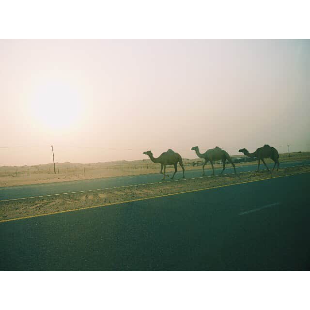 羽石杏奈さんのインスタグラム写真 - (羽石杏奈Instagram)「Throwback Thursday: August, 2013 in United Arab Emirates. 初の中東、初の砂漠、初めてだらけの旅。 #throwbackthursday #tbt #backpacking #travel #hottestday #inmylife #unitedarabemirates #dessert #camel #lovetraveling」6月8日 0時06分 - hawaiianna913