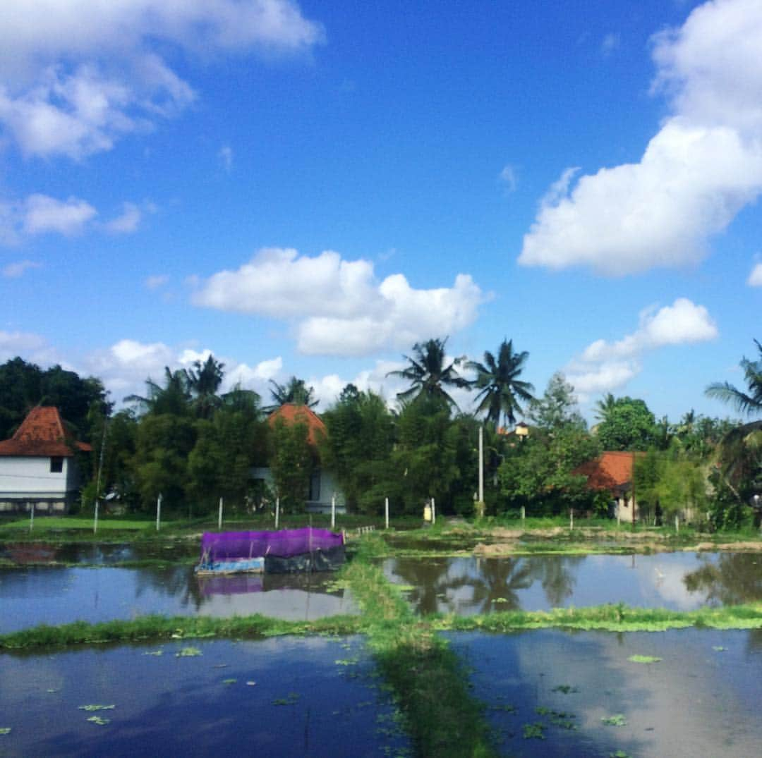 鈴原あいみさんのインスタグラム写真 - (鈴原あいみInstagram)「田んぼの#田 🐔🐔🐔🐤🐤🐤 #ubud #bali #indonesia」6月8日 9時10分 - aaa___130