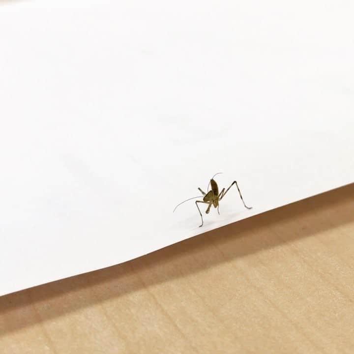 松村成のインスタグラム：「赤ちゃんカマキリ👶 かわいかったぁ」