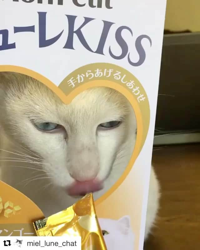 Purina Mon Petit Japanのインスタグラム