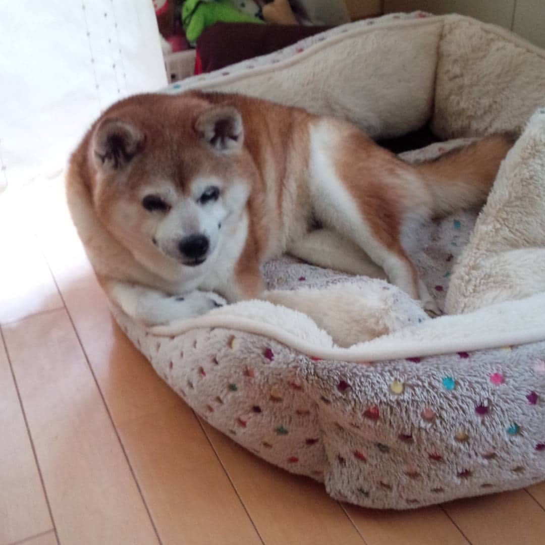 皆口裕子のインスタグラム：「このままいくと…はみ出すのでは？ #柴犬#野乃」