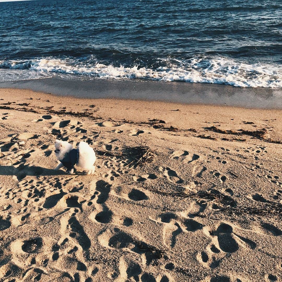 梯真奈美さんのインスタグラム写真 - (梯真奈美Instagram)「ぷらっと海へ🌊🐚🌅 とと大騒ぎだよ。笑  #sea #instagood #instagram #happy #sunny #summer #sunset #dog #dogstagram #pomeranian #eimy #eimyistoire」6月9日 18時37分 - official_manami