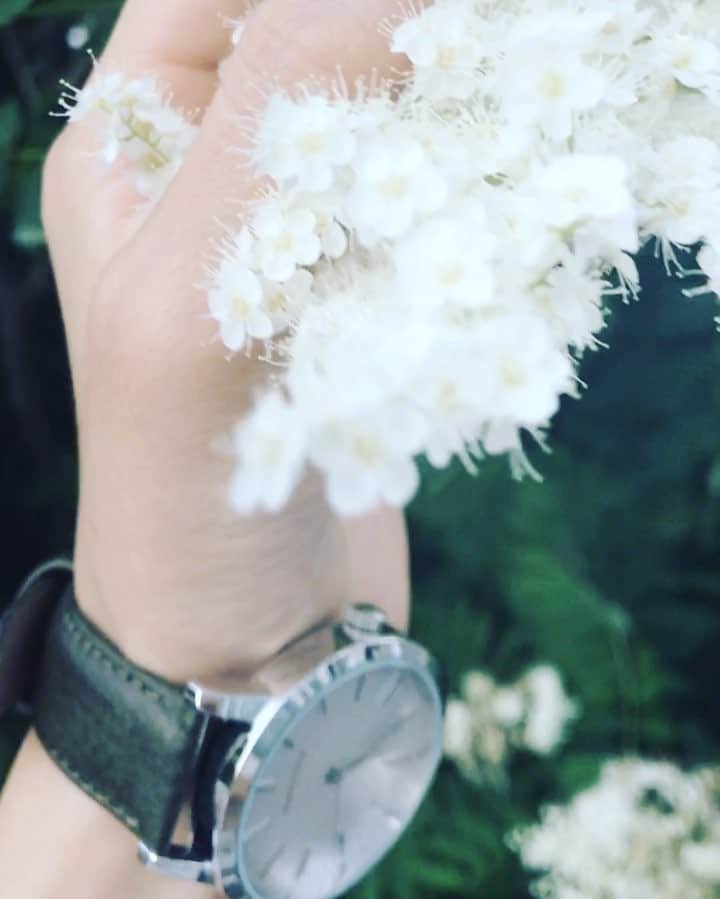 川村海乃のインスタグラム：「きれいなものは触れたくて、儚い。 ニワナナカマド、繊細なレースみたいで清廉で控えめで、でも目をひいて、初夏の大好きな花です。 すっきりとした葉とお揃いの時計と。 #ニワナナカマド #珍珠梅 #photo #instagood #instapic」