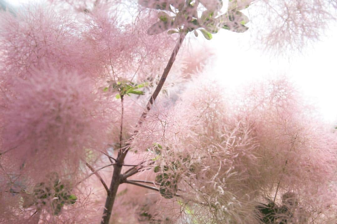 waco⭐️CHACOさんのインスタグラム写真 - (waco⭐️CHACOInstagram)「おうちに咲いたスモークツリー🌿去年植えたスモークツリーは、こんなにもこもこに咲いてくれました。 色違いを隣に植えようか検討中🤓  #スモークツリー #庭 #ガーデニング #フワモコたまらん」6月10日 21時09分 - wacochaco