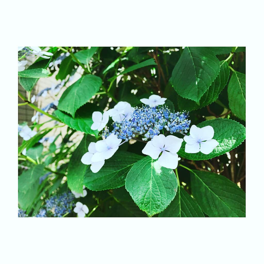 愛川ゆず季さんのインスタグラム写真 - (愛川ゆず季Instagram)「#ごはん #紫陽花」6月11日 22時42分 - aikawa_yuzuki