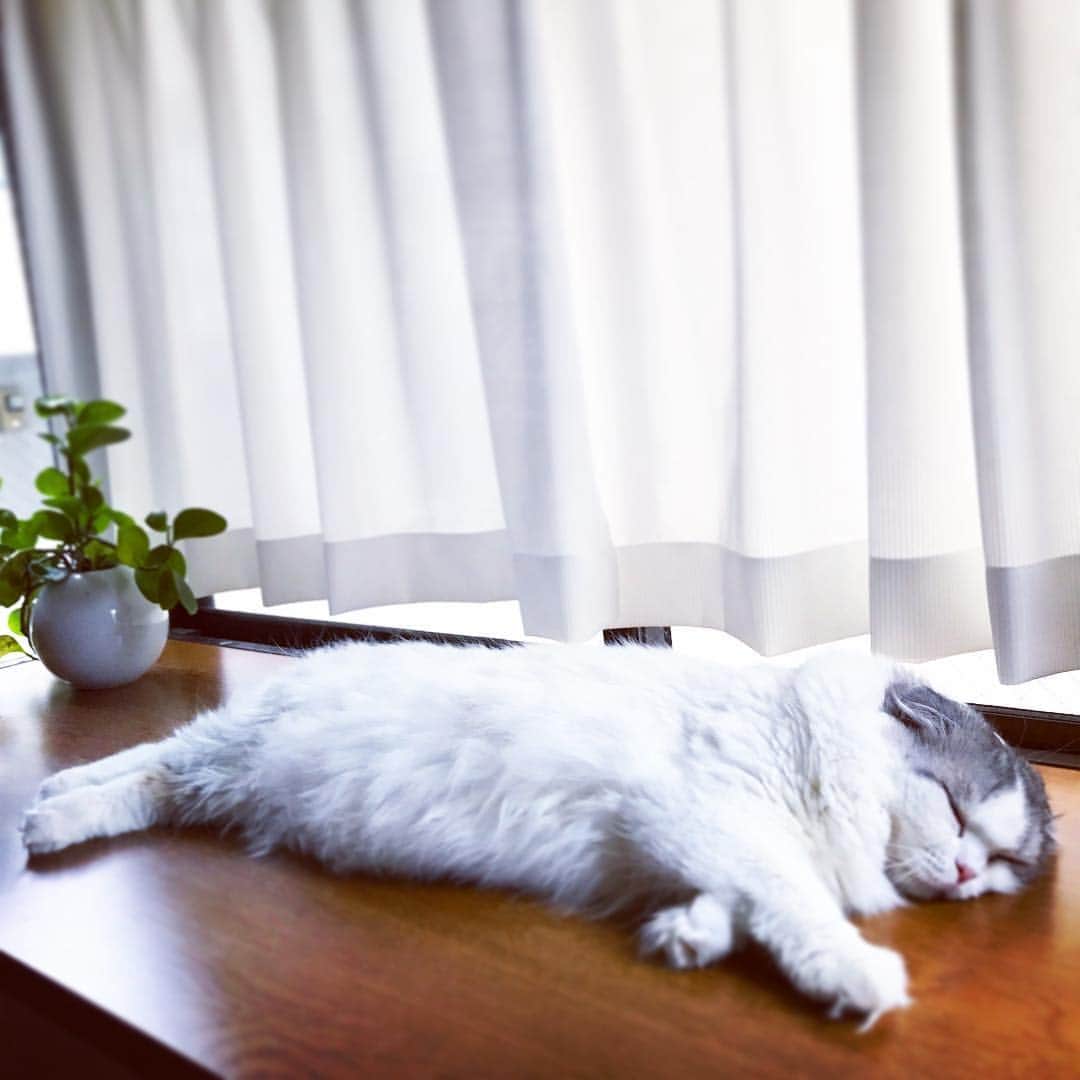 今日マチ子のインスタグラム：「こちらはひんやり窓辺よ」